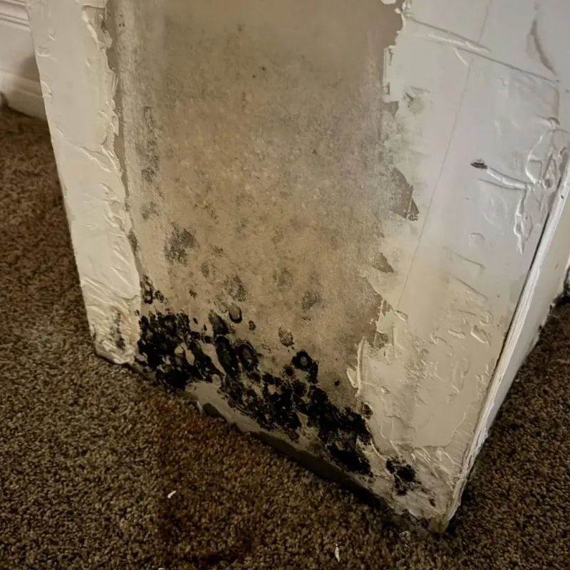 Professional Mold Removal in Inverness, CA